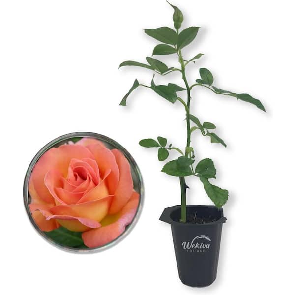 Tahitian Sunset Rose Bush-Live Starter Plant in a 2 Inch Pot-Beautifully Fragrant Heirloom Rose from Florida