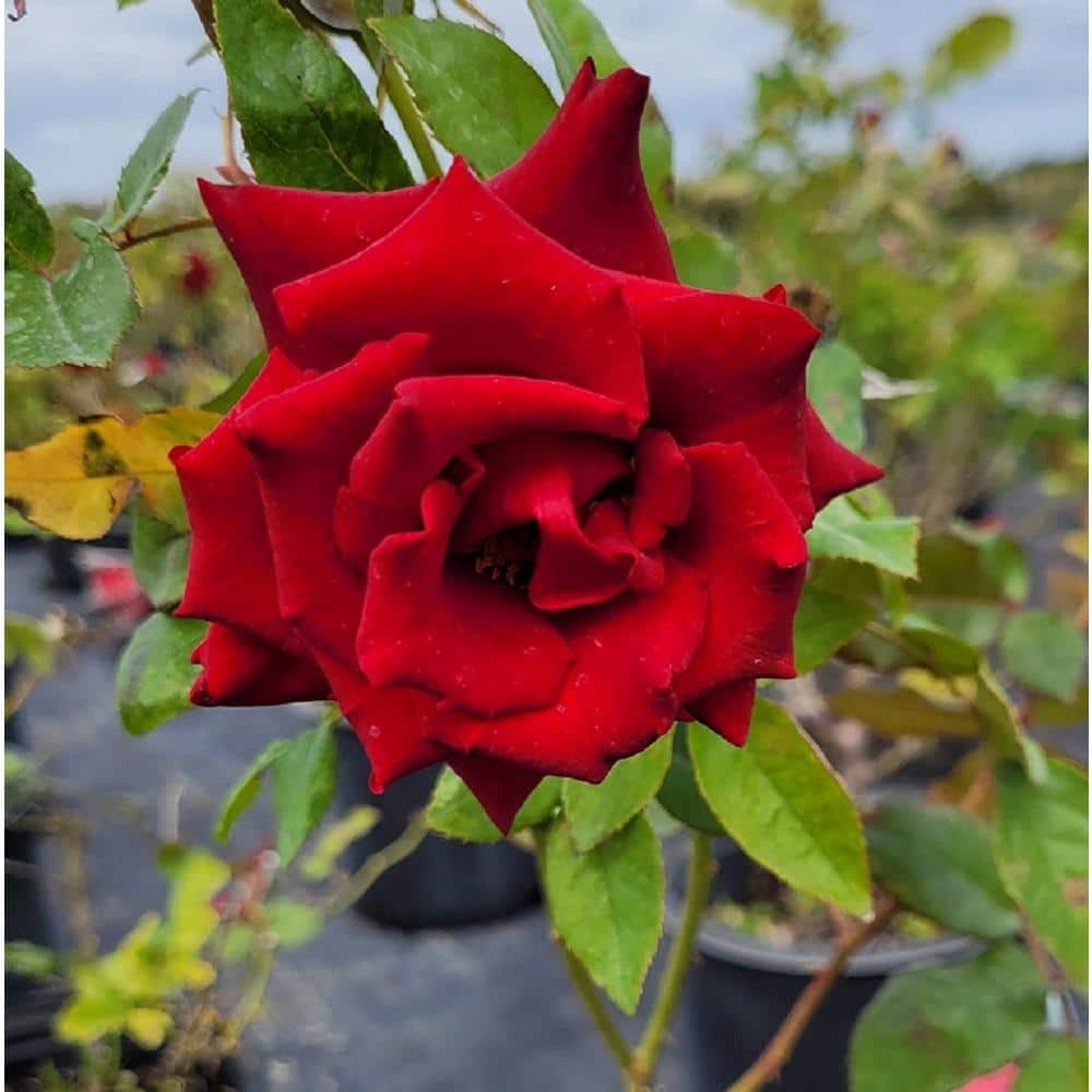 10 Hybrid Tea Rose Varieties to Grow - Birds and Blooms