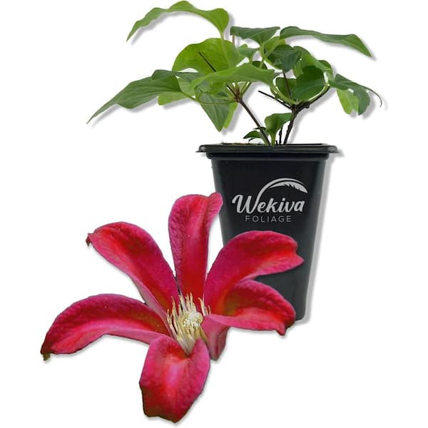 Wekiva Foliage Clematis Gravetye Beauty-Live Starter Plant in a 2 Inch Growers Pot-Starter Plants Ready for The Garden