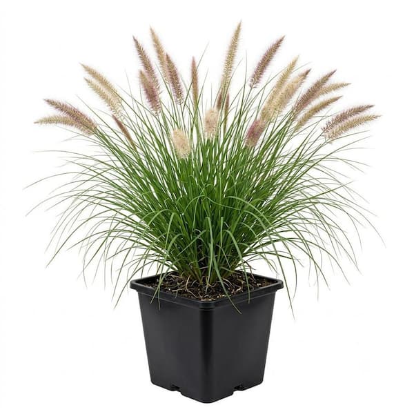 VIGORO PENNISETUM #3 (11.35L)