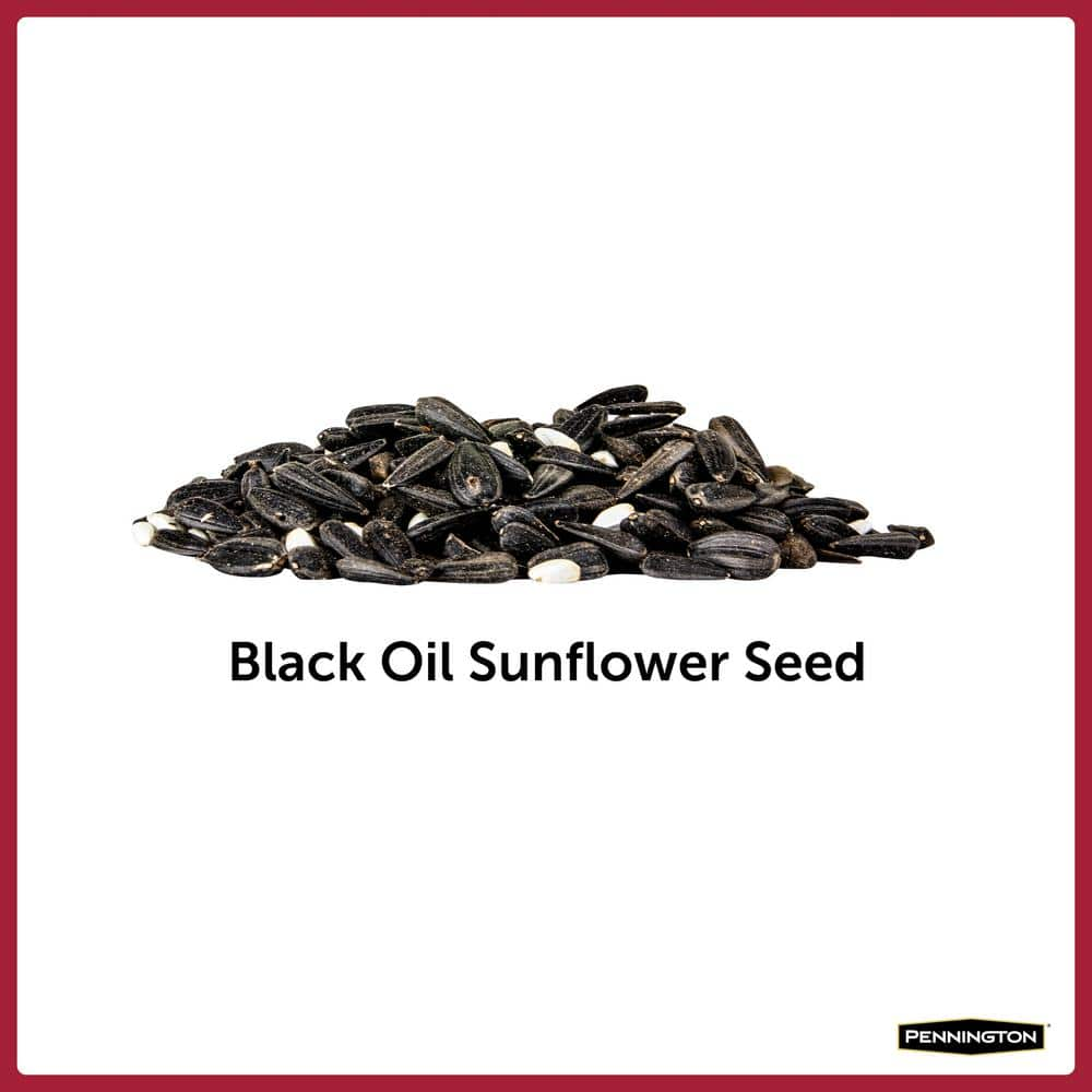 Buy 20 lbs. Premium Black Oil Sunflower Bird Seed Online at Lowest ...