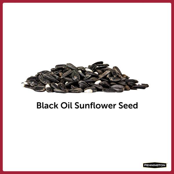 pennington black oil sunflower seeds 20 lbs