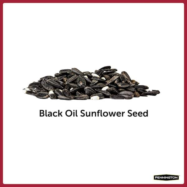 are black oil sunflower seeds bad for dogs