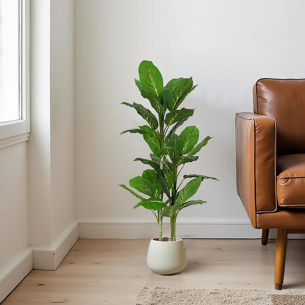peace lily in a pot Sympathy Plant main image 1