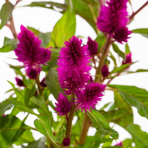 carom plant Carom main image 0