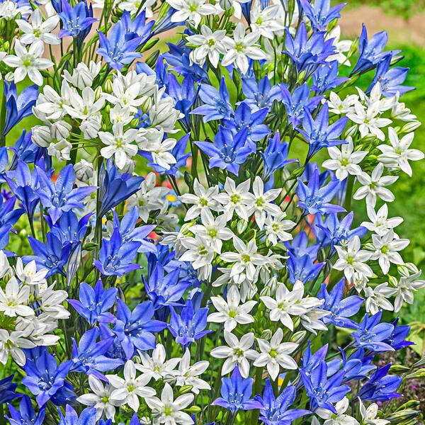Van Bourgondien Tritelaia Cluster Lily Brodiaea Bulbs Mixture (100-Pack)