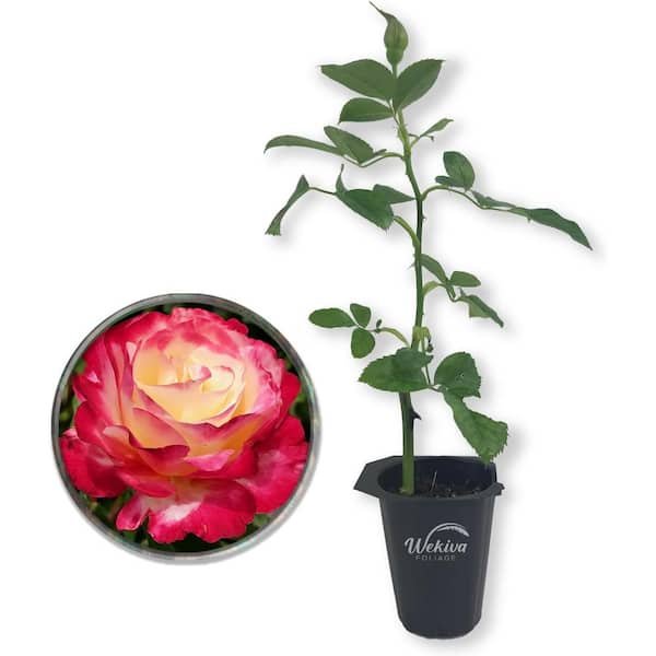 Wekiva Foliage Double Delight Rose Bush-Live Starter Plant in a 2 Inch Pot-Beautifully Fragrant Rose from Florida-Tea Rose