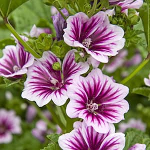 2.50 Qt. Pot, Zebrina Malva Flowering Potted Perennial Plant (1-Pack)