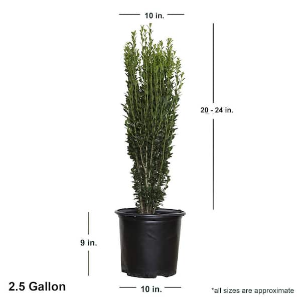 FLOWERWOOD 2.5 Gal - Sky Pencil Japanese Holly(Ilex), Live Plant, Upright  Growth Habit 31203FL - The Home Depot