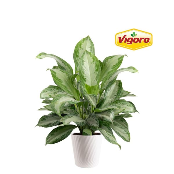 Aglaonema Silver Bay Indoor Plant in 12 in. Decor Pot, Avg. Shipping Height 32-40 in. Tall