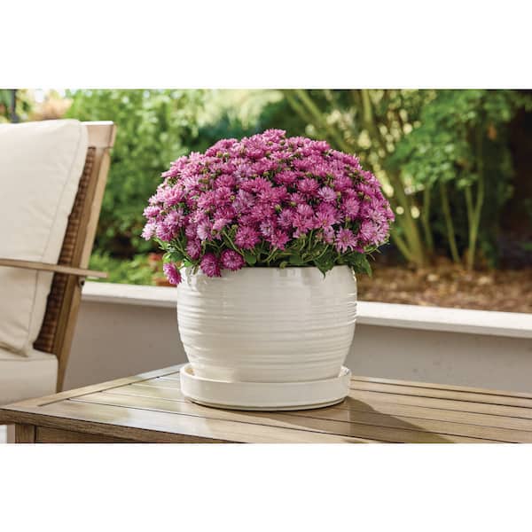 11 in. Rosalie White Glazed Ceramic Planter (11 in. D x 8.7 in. H)