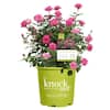 knock-out-rose-bushes-13155-64.0