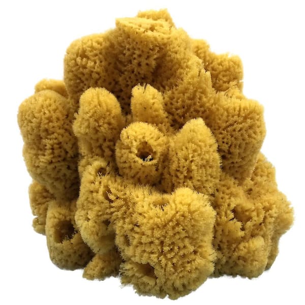 7 in. Natural Sea Sponge (4-Pack) K-GS7580-HD - The Home Depot
