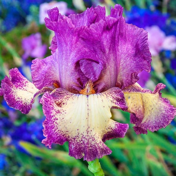 Breck's Purple and Yellow Flowering Reblooming German Iris Rock Star Live Bareroot Perennial Plant (5-Pack)
