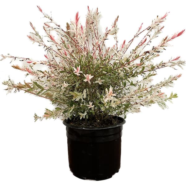 Unbranded 2.25 Gal. Dappled Willow (Salix) Live Shrub with Green, White, Pink Foliage