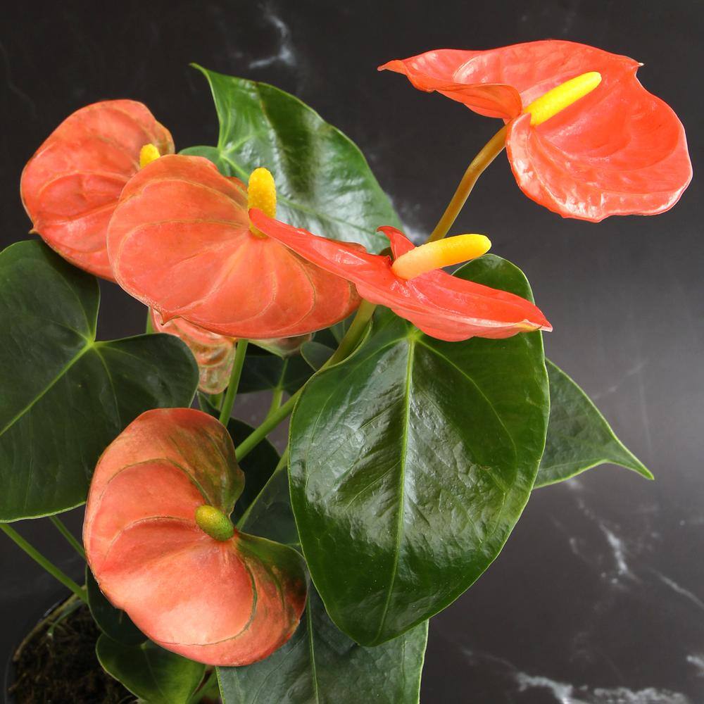 Large Orange Anthurium in White Planter