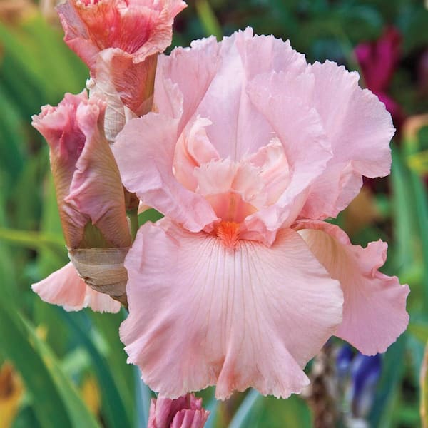 Spring Hill Nurseries Magical Encounter Reblooming Bearded Iris, Bare Root Perennial Plant Rhizome (1-Pack)
