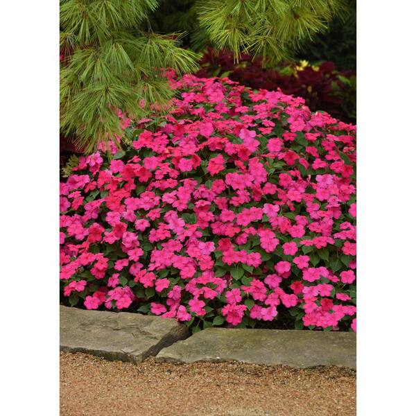 BEACON 10 in. Classic HB Beacon Impatiens Pink Plant FG00086694