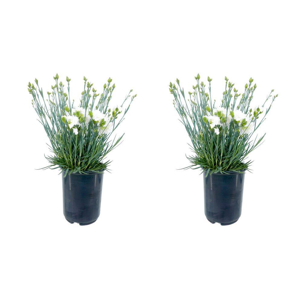 2.5QT Carnation Scent First Memories Perennial Plant with White Flowers - 2