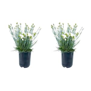 2.5QT Carnation Scent First Memories Perennial Plant with White Flowers - 2 Pack