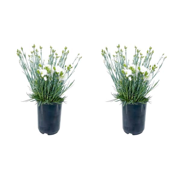 Unbranded 2.5QT Carnation Scent First Memories Perennial Plant with White Flowers - 2 Pack