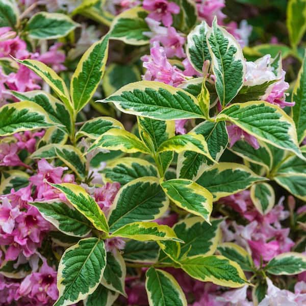 DIRECT GARDENING 1 Gal Pot, Suzanned Variegated Weigela Potted Flowering Shrub (1-Pack)