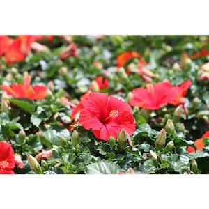 Red Premium Hibiscus Tropical Live Outdoor Plant in 1 Qt. Grower Pot, Avg. Shipping Height 1-2 ft. Tall (4-Pack)