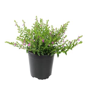 Cuphea Hyssopifolia Lavender Garden Outdoor Plant in 2.5 qt. Grower Pot