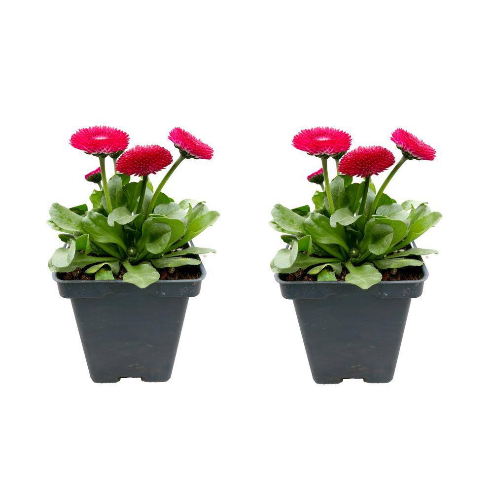 Perennial Bellis Mix 1.0 qt. (2-Pack)