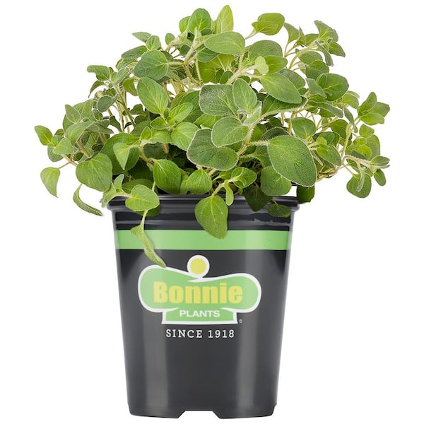 2.32 qt. Italian Oregano Herb Plant