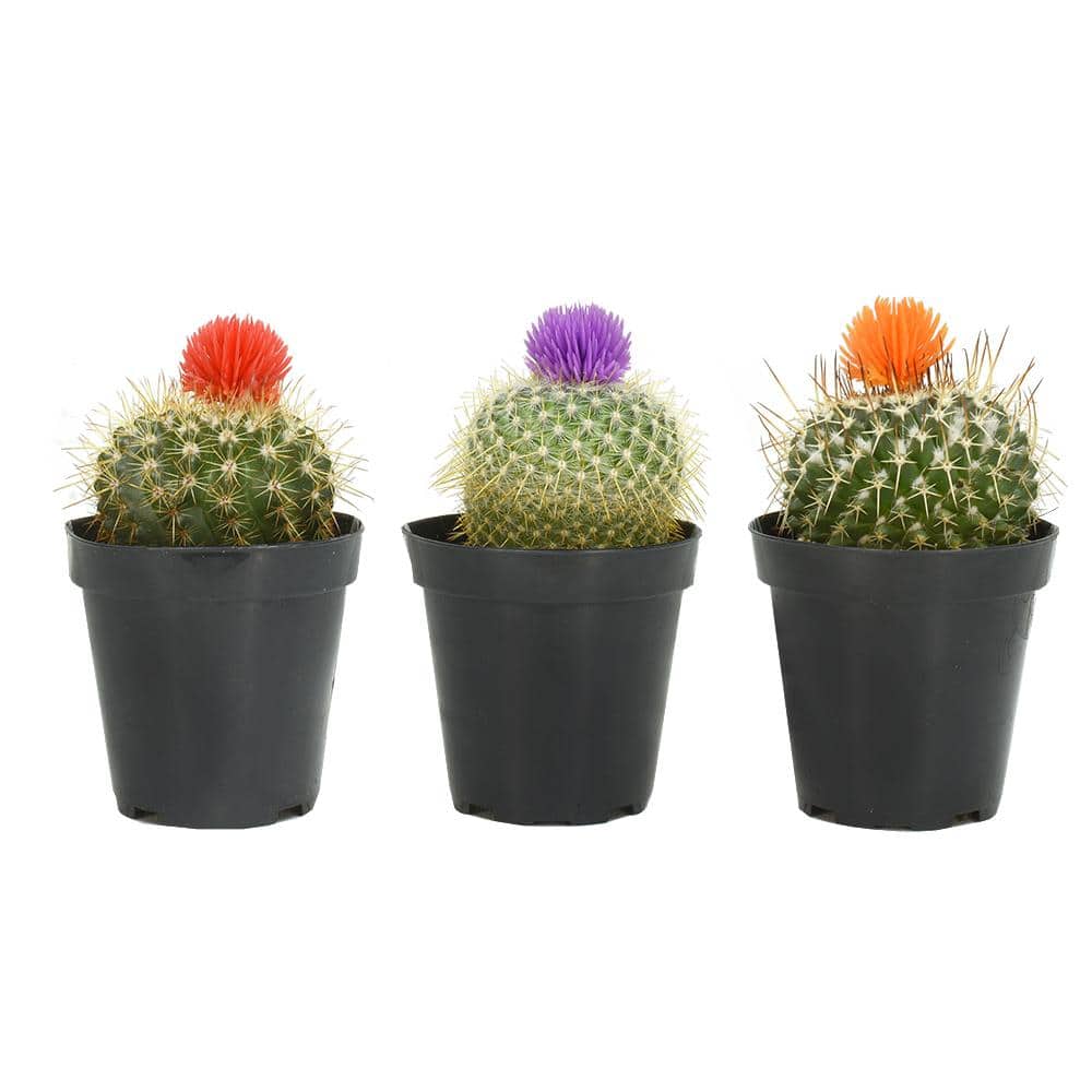 How To Take Care Of A Cactus With/deco Flower ALTMAN PLANTS 9 cm Cactus with Deco Flower Plant Collection (3-Pack)  0880057 - The Home Depot