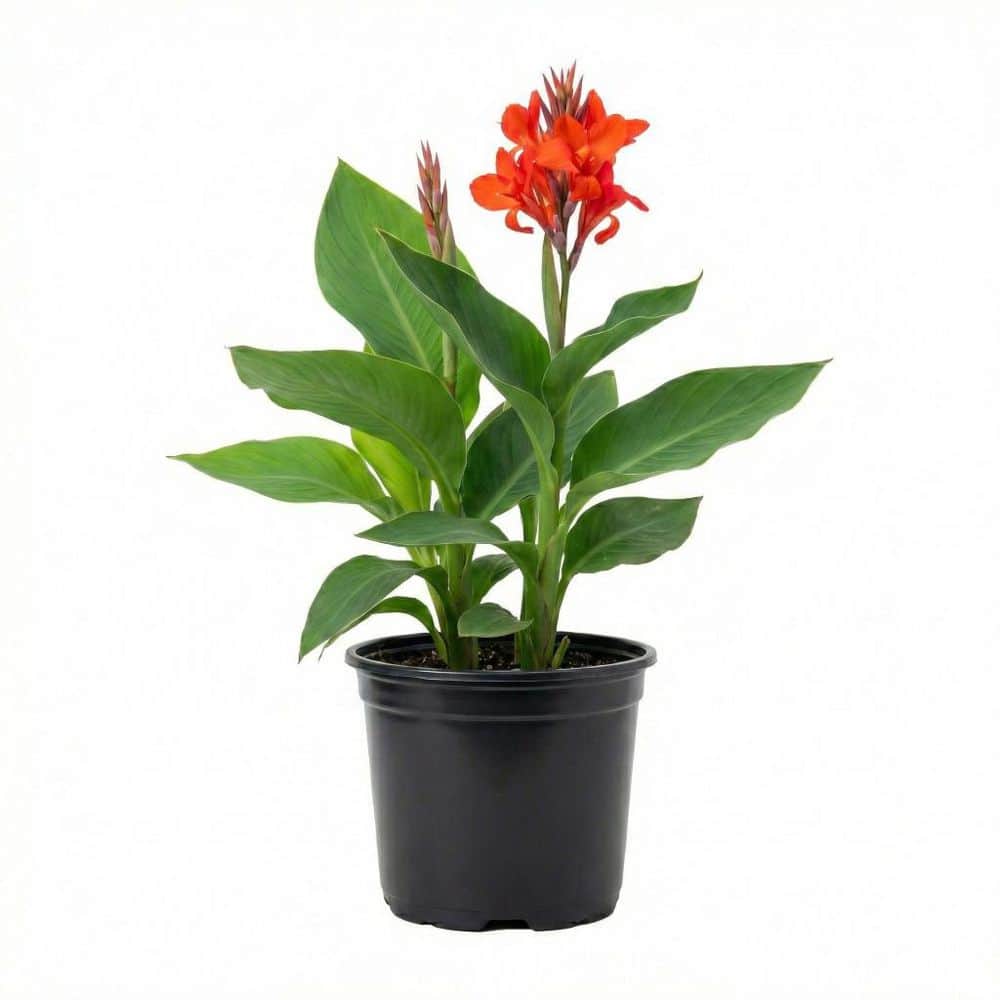 Vigoro CANNA #1 1010544652 - The Home Depot