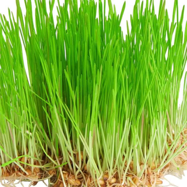 Seeds of Change Wheat Grass Seed
