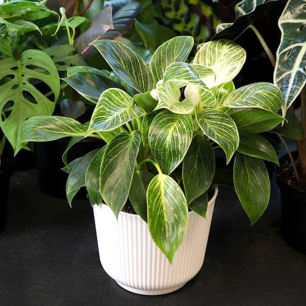 Philodendron Birkin Variegated Houseplant | 6in Decor Pot; Indirect Light | Element by Altman Plants, Size: 6 inch
