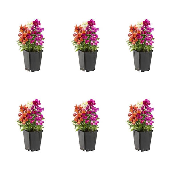 METROLINA GREENHOUSES 1 Pt. Snapdragon Mix Annual Plant (6-Pack)
