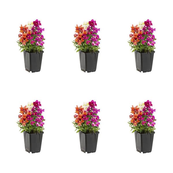 METROLINA GREENHOUSES 1 Pt. Snapdragon Mix Annual Plant (6-Pack)