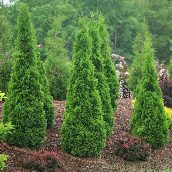 7 Gal. American Pillar Thuja Evergreen Tree