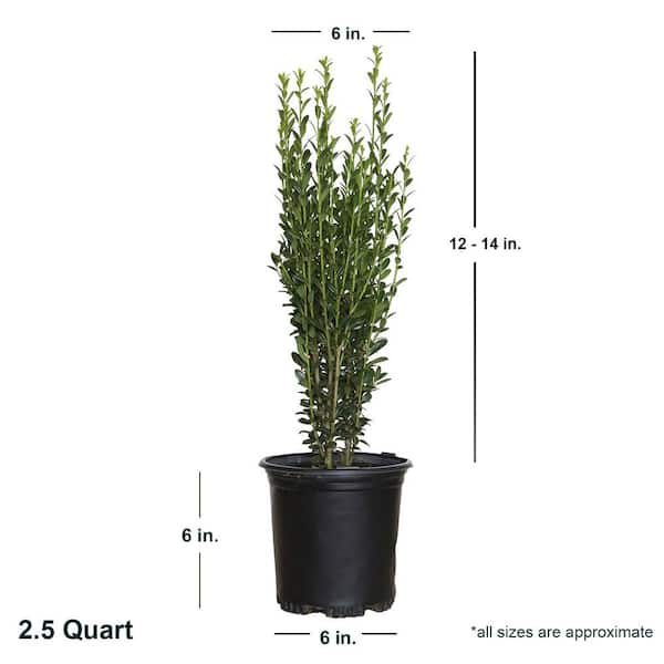 FLOWERWOOD 2.5 Qt. Sky Pencil Japanese Holly(Ilex), Live Plant