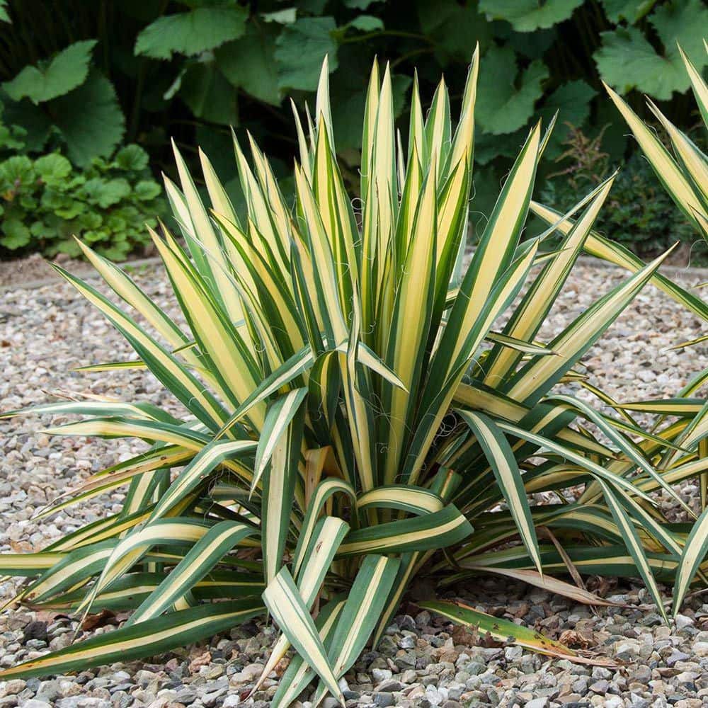 1 Gal. Golden Sword Yucca Shrub price history on PriceWatchPro