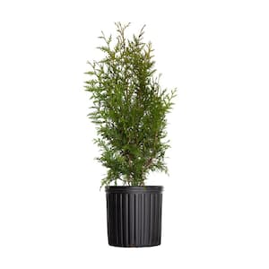 2.5 Gal - Green Giant Arborvitae (Thuja) Tree/Shrub with Fast-Growing Evergreen Foliage, 30 Plus in. Tall