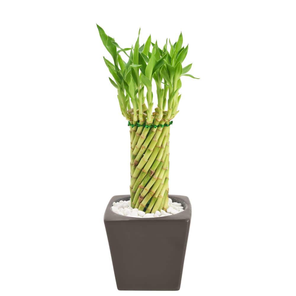 Tornado Lucky Bamboo in Brown Ceramic Planter