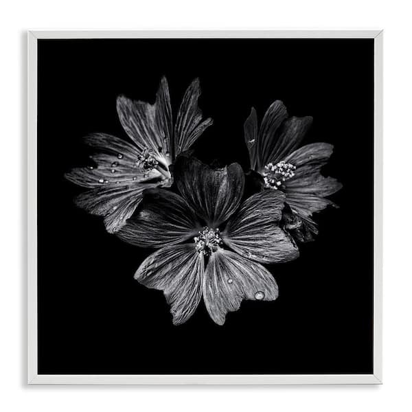 Stupell Industries Blossom Trio on Black by Brian Carson White Framed Nature Giclee Art Print 12 in. x 12 in.