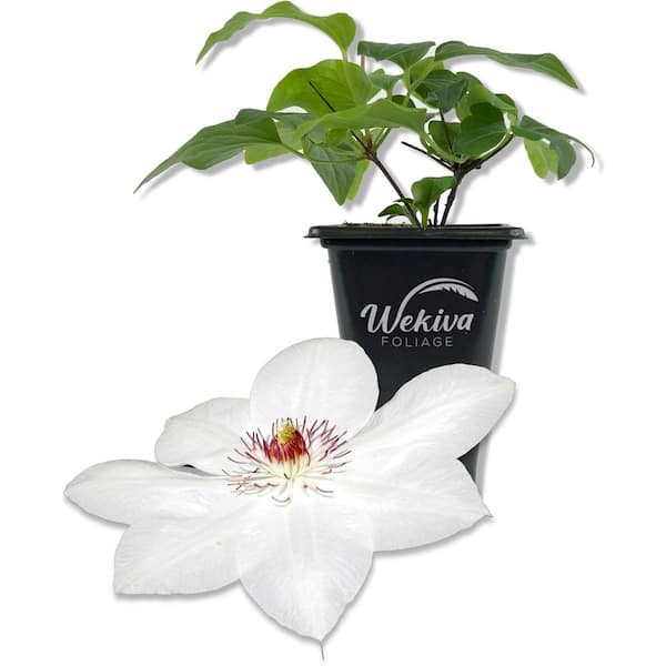 Wekiva Foliage Clematis Miss Bateman-Live Starter Plant in a 2 Inch Growers Pot-Starter Plants-Beautiful White Flowering Vine