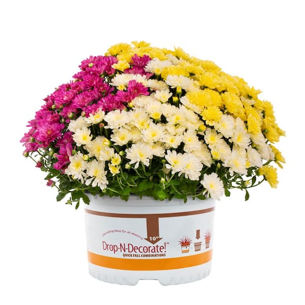 METROLINA GREENHOUSES 1.5 Gal. Drop N Decorate Purple, White and Yellow Mum Chrysanthemum Perennial Plant (1-Pack)