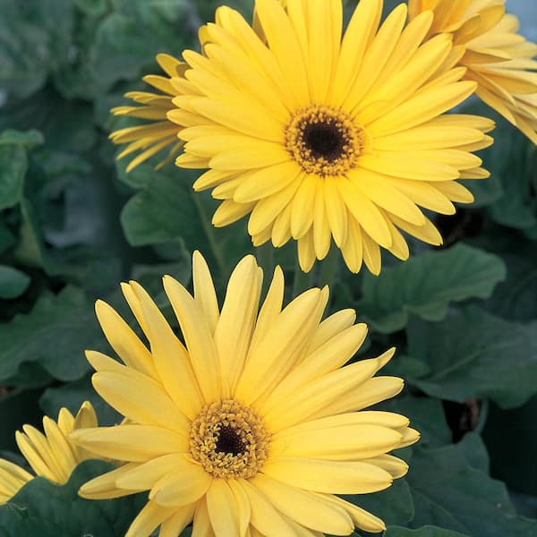 Vigoro 2.6 Qt. #1 Yellow Transvaal Daisy Plant