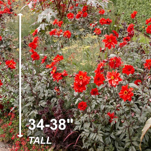 Garden State Bulb #1, Bishop Of Llandaff Dahlia Flower Bulbs Bare