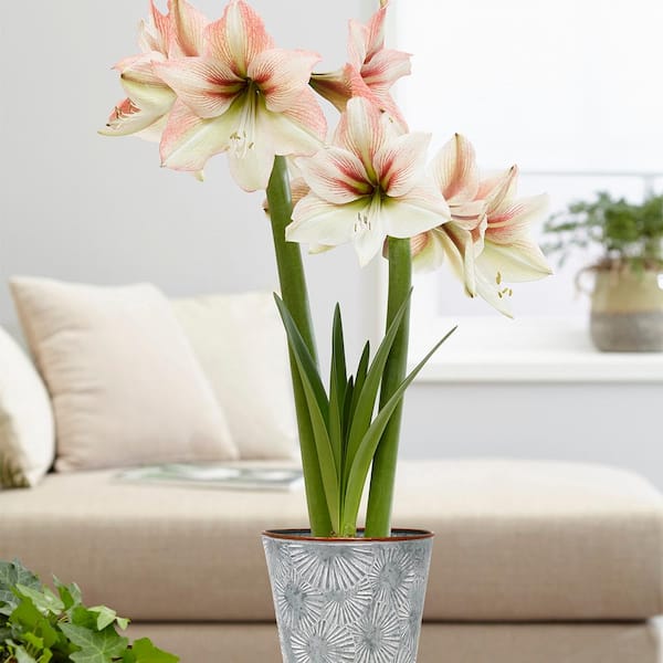 VAN ZYVERDEN Amaryllis Kit Amore with Flower Burst Metal Cachepot Bulbs