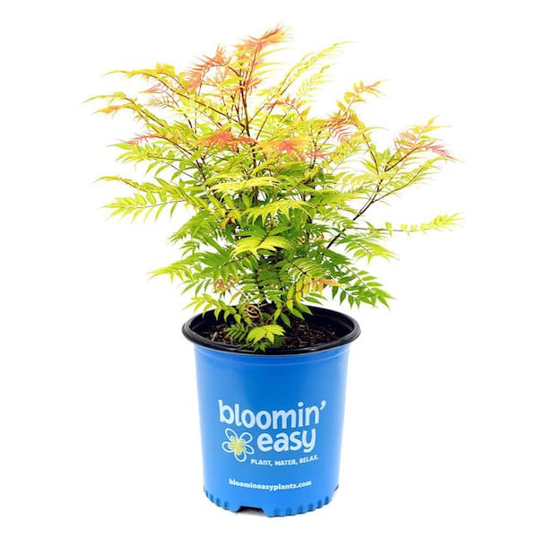 BLOOMIN' EASY 1 Gal. Cherry On Top Sorbaria Live Shrub, White Flowers