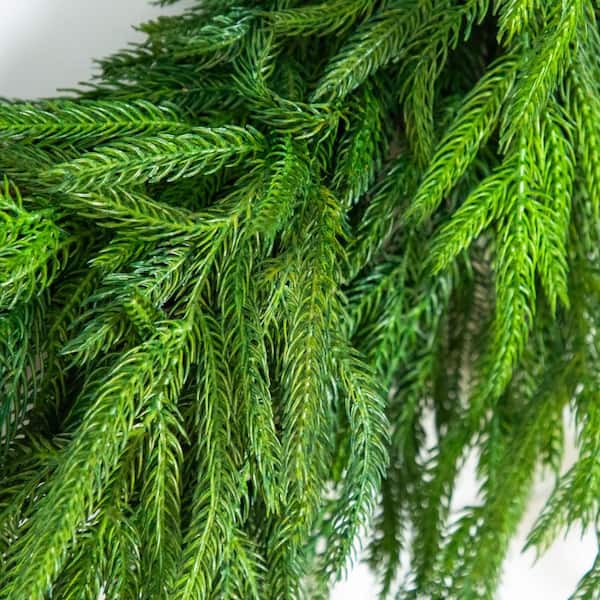 24 in. Artificial Real Touch Norfolk Island Pine Wreath with Natural Look