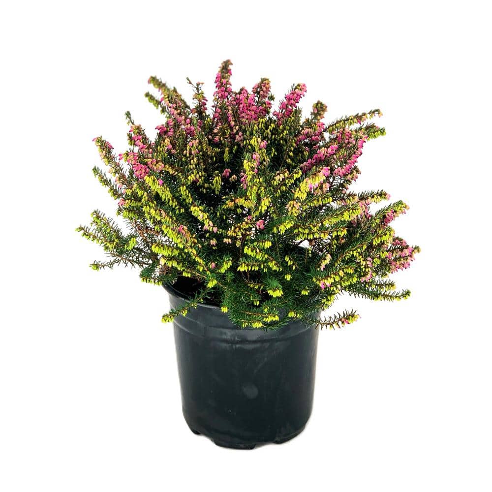 2.5 Qt. Kramers Rote Heather Evergreen Live Shrub with Bright Pink Flowers